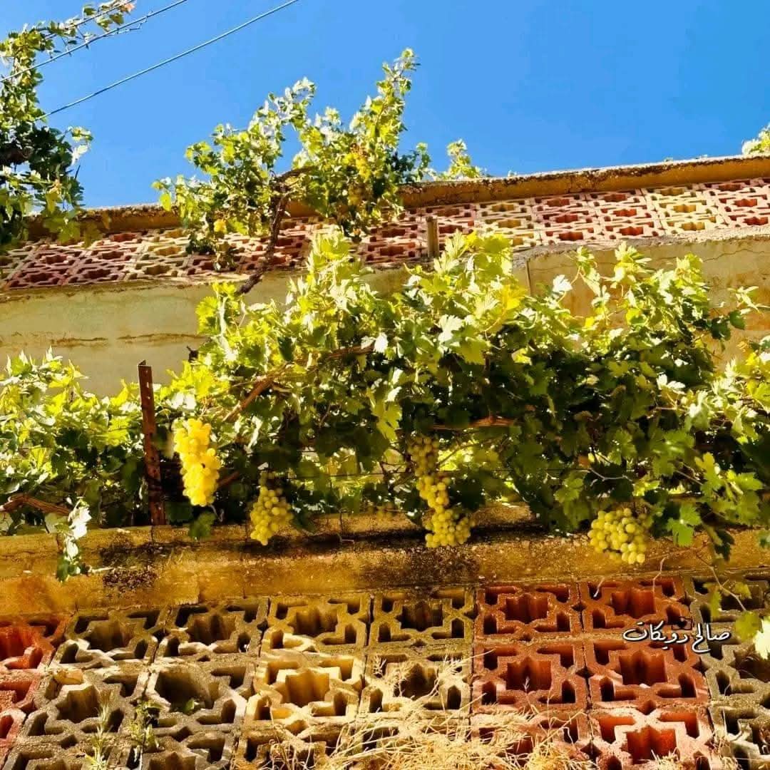 من قرية إجنسنيا شمال غرب نابلس   تصوير صالح دويكات